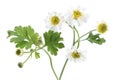 Chamomile Matricaria chamomilla