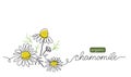 Chamomile, meadow daisy, camomile flowers vector illustration. Background for label design. One continuous line art Royalty Free Stock Photo