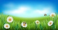 Chamomile meadow. Realistic green grass with white flowers, blue sky and clouds, flying bees. Garden lawn panorama Royalty Free Stock Photo