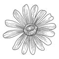 Chamomile medical flower icon, hand drawn style Royalty Free Stock Photo