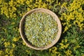 Chamomile medical flowers heads in wicker basket Royalty Free Stock Photo