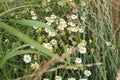 Chamomile is a medicinal plant. Field flowers close-up. Royalty Free Stock Photo