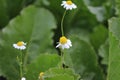 Chamomile macro photography. Healthy herbs. Green leaves in background. Royalty Free Stock Photo