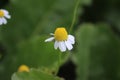 Chamomile macro photography. Meadow herbs. Blurred background. Royalty Free Stock Photo