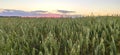 One bright day in the field of green wheat