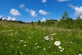 Chamomile mountain meadow on a bright summer day. View of spruce forest and village. Carpathians Royalty Free Stock Photo