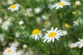 Chamomile in nature on a green background