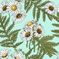 305_Chamomile-new Royalty Free Stock Photo