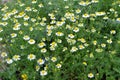 Chamomile is odorless (Tripleurospermum maritimum) grows in nature among grasses Royalty Free Stock Photo