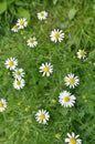 Chamomile is odorless (Tripleurospermum maritimum) grows in nature among grasses Royalty Free Stock Photo