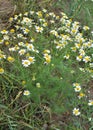 Chamomile is odorless (Tripleurospermum maritimum) grows in nature among grasses Royalty Free Stock Photo