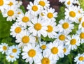 Chamomile officinalis, white flowers natural background. Medicinal plants for cosmetics and human hygiene Royalty Free Stock Photo