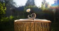 chamomile on an open book  heart-shaped pages  lying on a tree stump Royalty Free Stock Photo