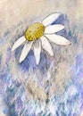 Chamomile painting