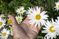 Chamomile on the palm. A woman holds a large white chamomile flower in her hands. Flower close-up Royalty Free Stock Photo