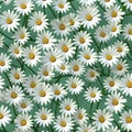 Chamomile pattern on a gentle green background. Floral background.