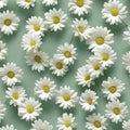 Chamomile pattern on a gentle green background. Floral background.