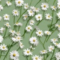 Chamomile pattern on a gentle green background. Floral background.