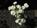 Chamomile 1 Royalty Free Stock Photo