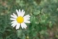 Chamomile plant bloom in a field of wild plants. Useful plants and folk medicine Royalty Free Stock Photo