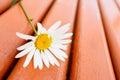 Chamomile plant covered with water drops on a wooden surface. shallow depth of field Royalty Free Stock Photo