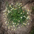 Chamomile plant growing in the countryside Royalty Free Stock Photo