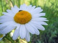 Chamomile flowe in the green meadow near the lake Royalty Free Stock Photo