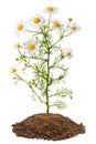Chamomile plant (Matricaria Chamomilla) Royalty Free Stock Photo