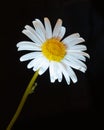 Chamomile plant Matricaria Chamomilla flower on black Royalty Free Stock Photo