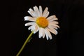 Chamomile plant Matricaria Chamomilla flower on black Royalty Free Stock Photo