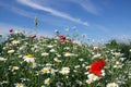 Chamomile and poppy flowers field Royalty Free Stock Photo