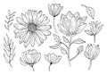 Chamomile and poppy flowers and leaves set isolated on a white background. Hand drawing black outline botanical vector Royalty Free Stock Photo