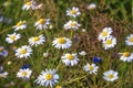 chamomile ( rumian) asteroideae