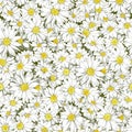 Chamomile seamless pattern.