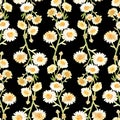 Chamomile seamless pattern. Watercolor vintage illustration. Isolated on a black background. Royalty Free Stock Photo