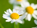 Chamomile selective focus