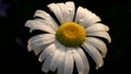 Chamomile shot in close-up. Creative . A flower on which insects sit and crawl on it .