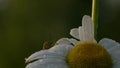 Chamomile shot in close-up. Creative . A flower on which insects sit and crawl on it .