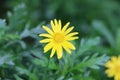 Chamomile with small yellow flower Royalty Free Stock Photo