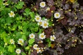 Chamomile, sour hare cabbage autumn carpet of leaves raindrops. Royalty Free Stock Photo