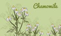 Vector drawing of chamomile officinalis