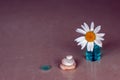 Chamomile is stuck in a bottle with blue aromatic oil and three pyramid-shaped pebbles and a glass piece