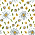Chamomile summer seamless pattern. Colorful hand drawn vector illustration. Botany design