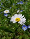 Chamomile Royalty Free Stock Photo