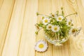 Chamomile tea. Fresh flowers, summer hot drink concept. Alternative medicine, lifestyle