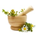 Chamomile and tutsan, medicine herbs Royalty Free Stock Photo