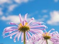 Chamomile under blue sky macro natural background. Royalty Free Stock Photo