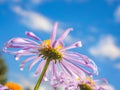 Chamomile under blue sky macro natural background. Royalty Free Stock Photo