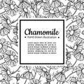 Chamomile vector drawing frame. Isolated daisy wild flower and leaves. Herbal engraved style illustration.