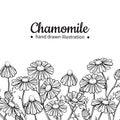Chamomile vector drawing frame. Isolated daisy wild flower and leaves. Herbal engraved style illustration.